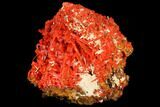 Bright Orange Crocoite Crystal Cluster - Tasmania #129102-4